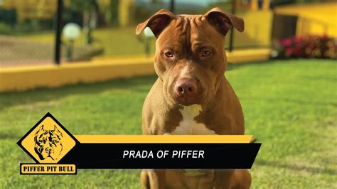 pittbull prada|prada pit bull.